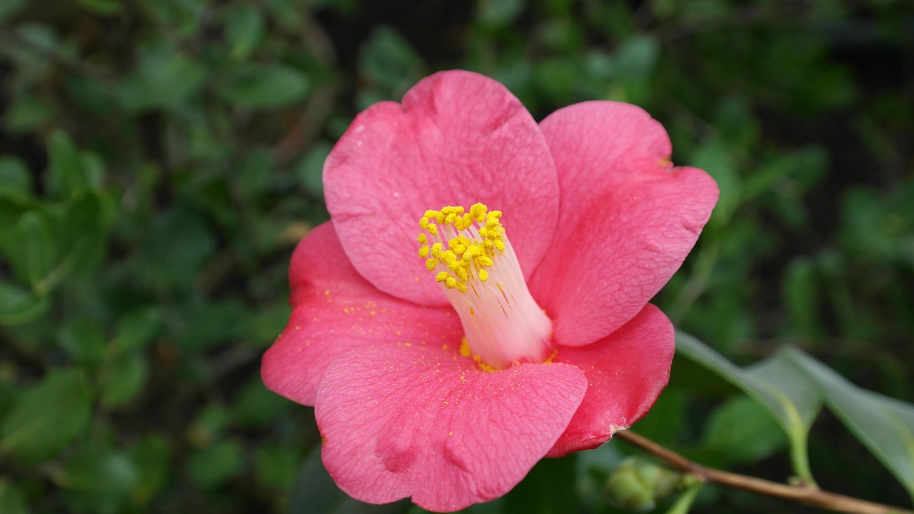 camellia camellia japonica tea tree plant free photo