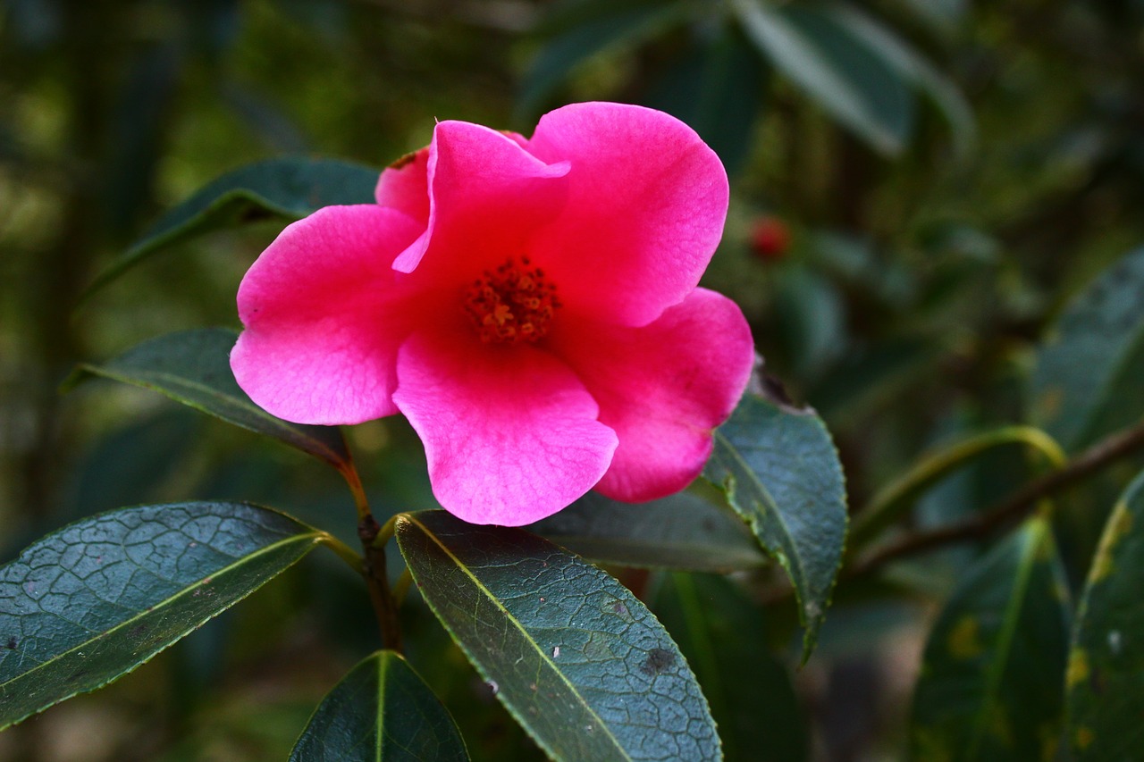 camellia red plant free photo