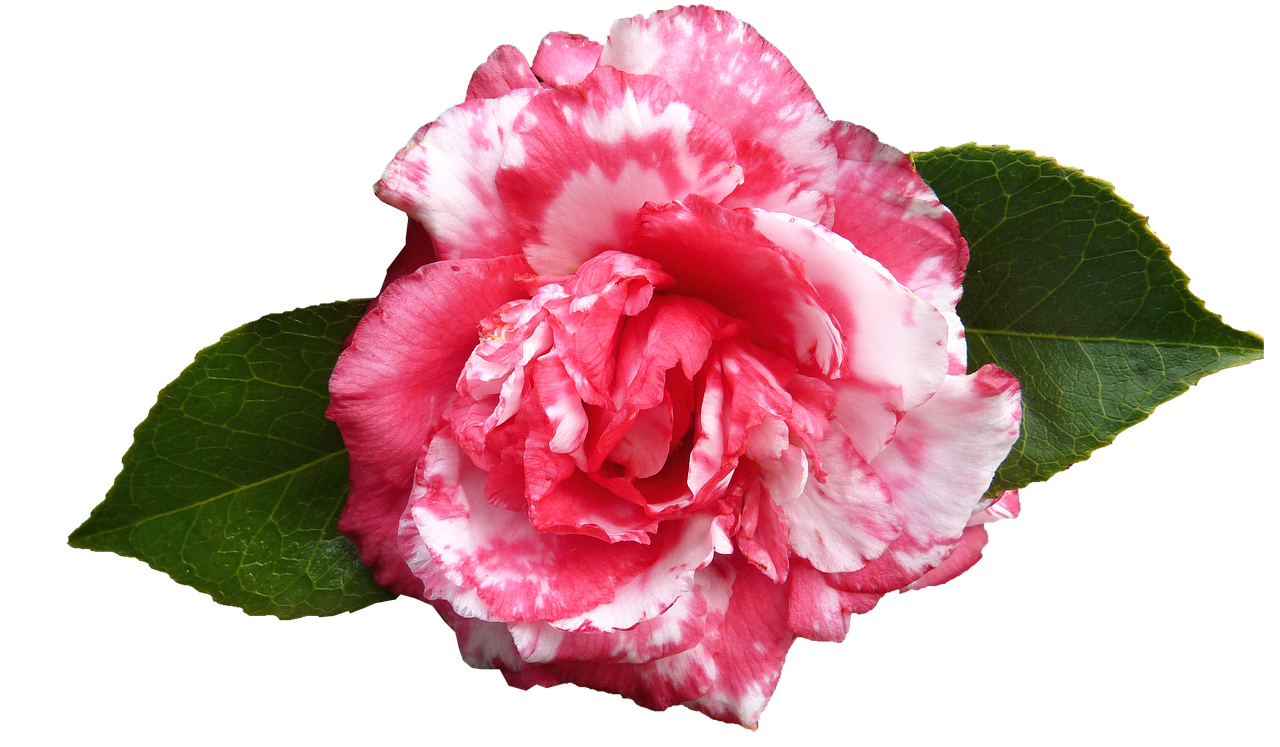 camellia flower spring free photo
