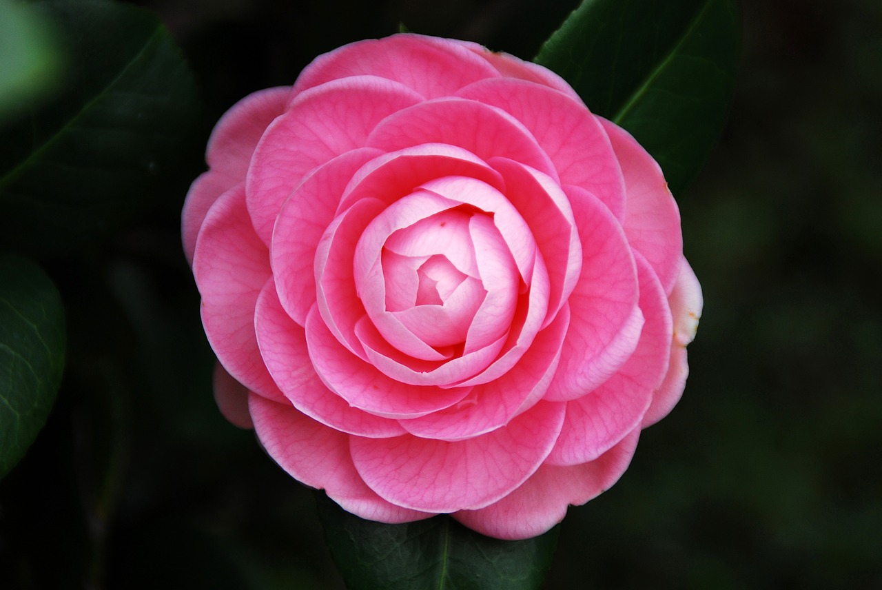 camellia flower pink free photo