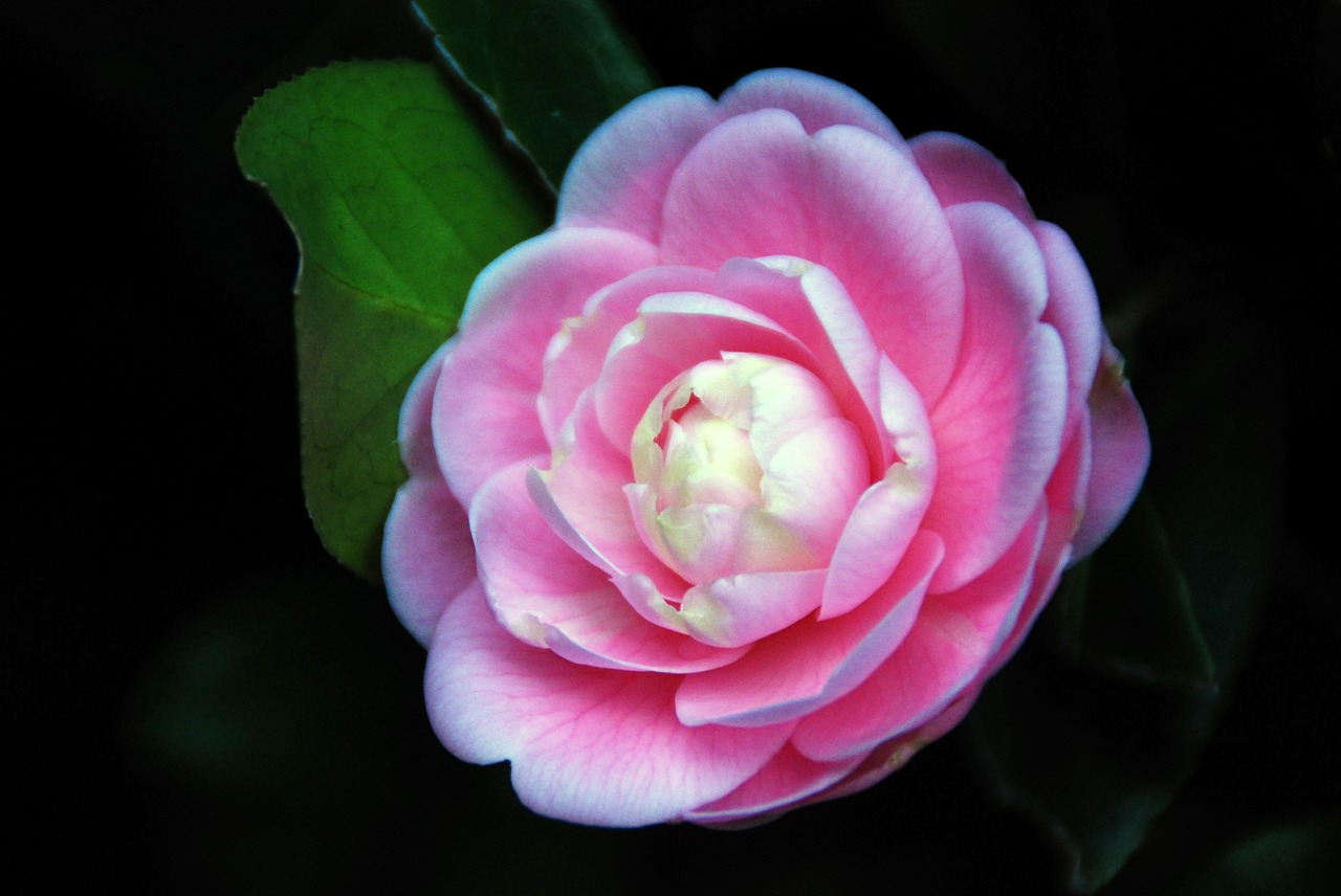 camellia flower pink free photo