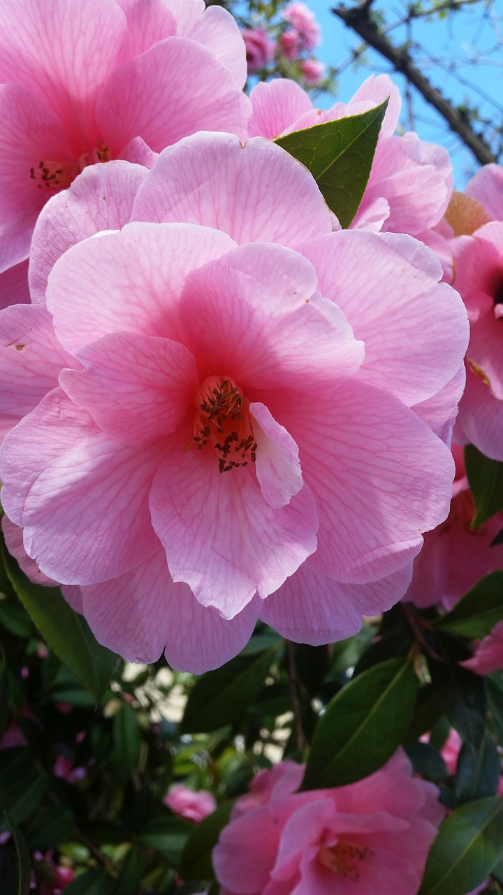 camellia blossom spring free photo