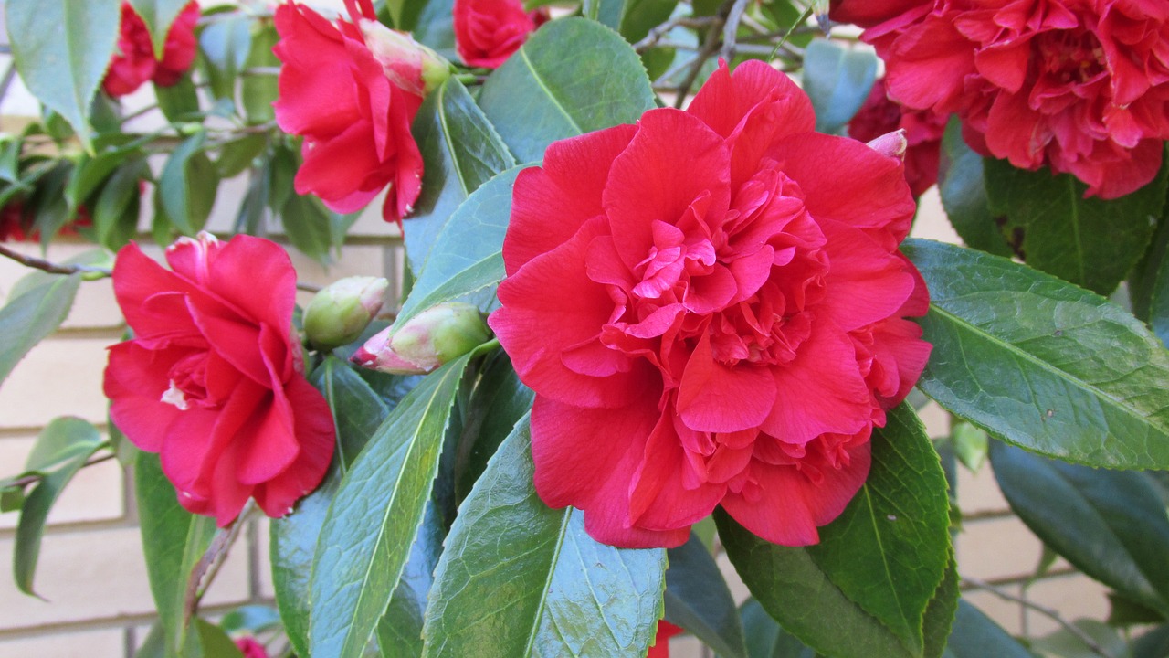 camellia red bloom free photo