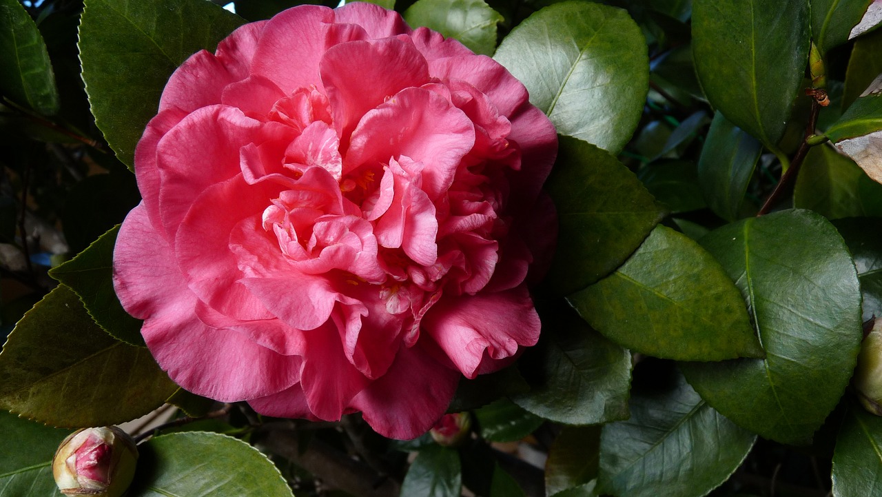 camellia shrub blossom free photo