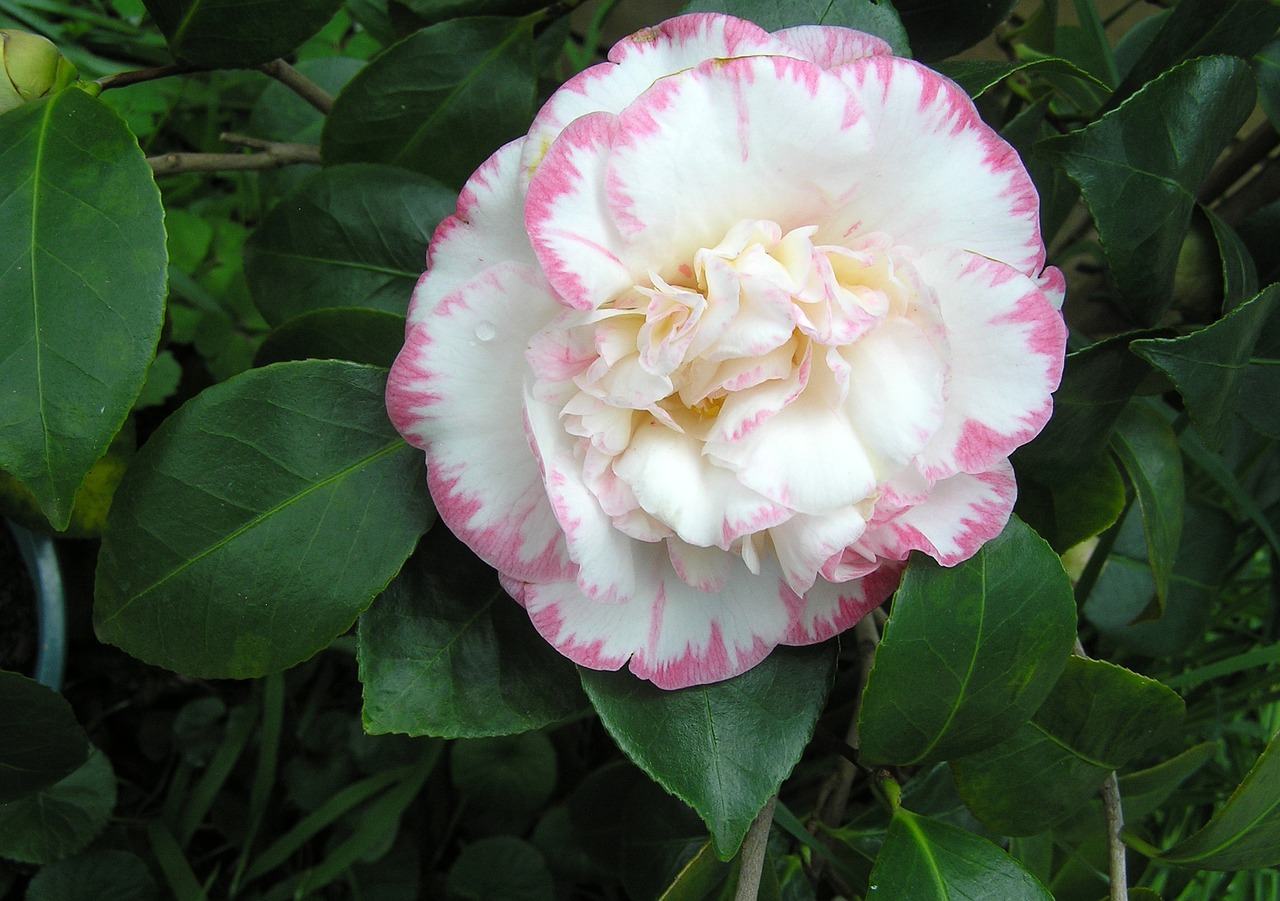 camellia flower white free photo