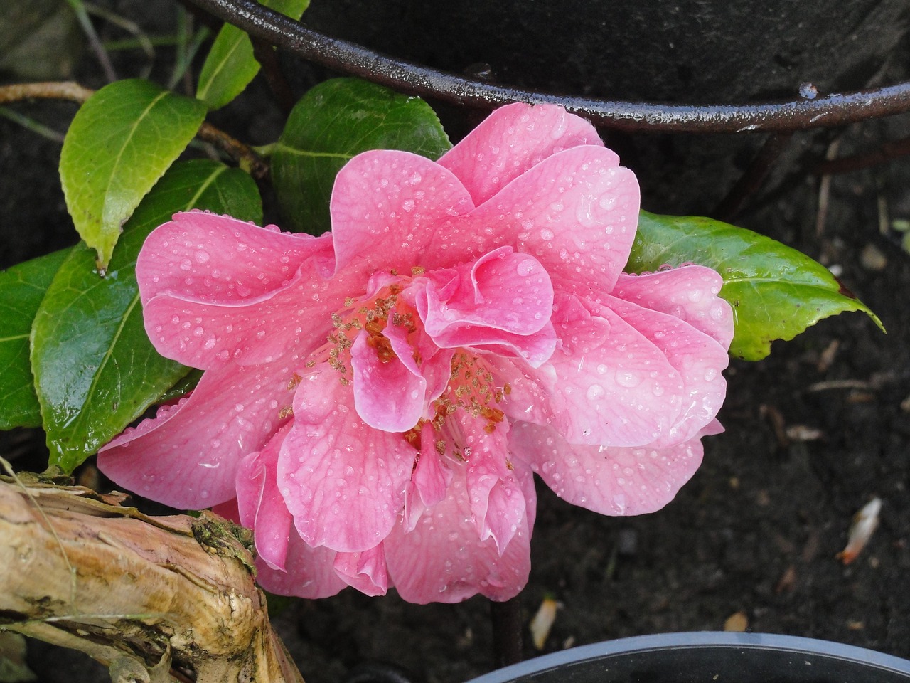 camellia pink flower free photo