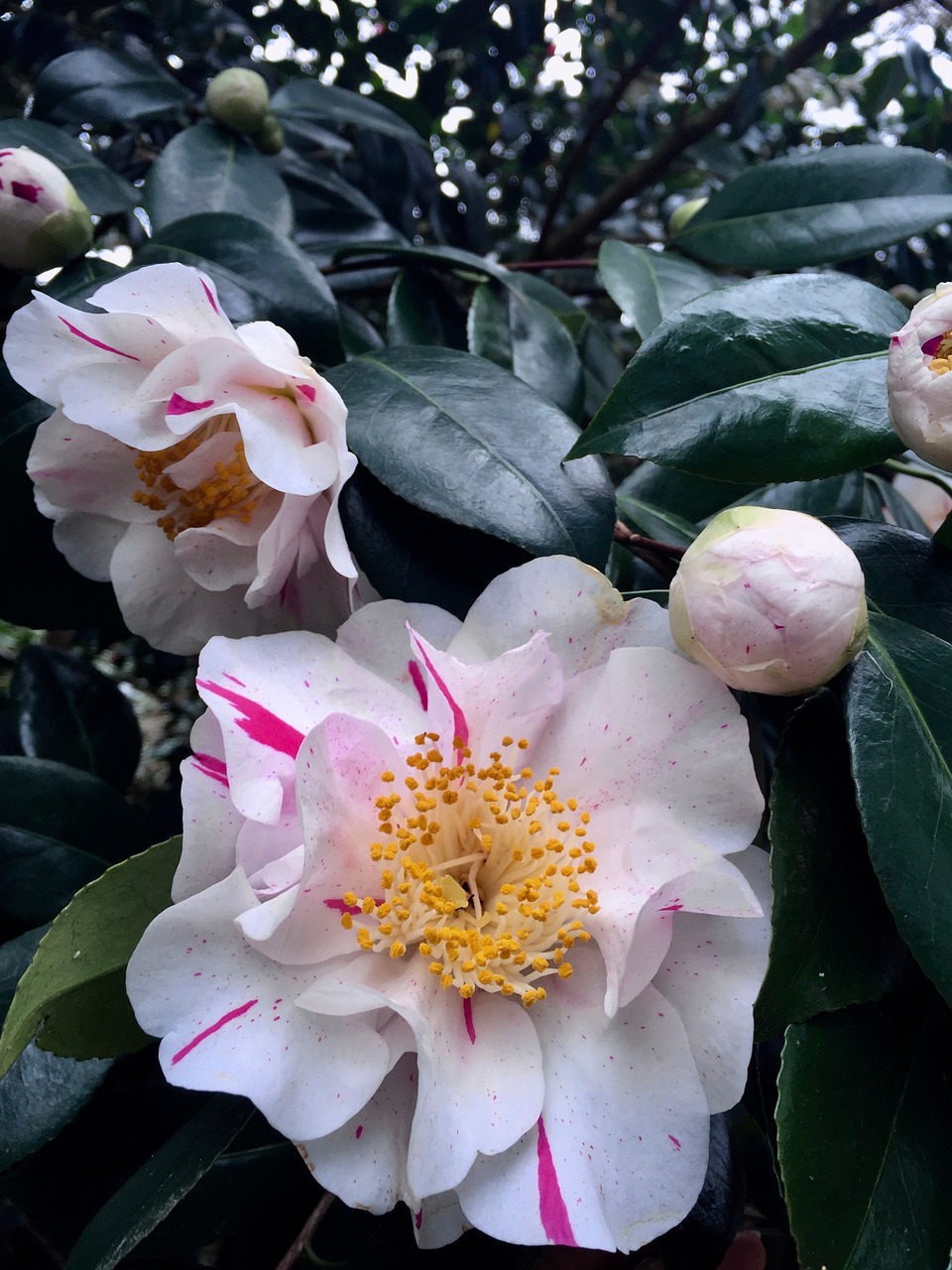 camellia flower bush free photo