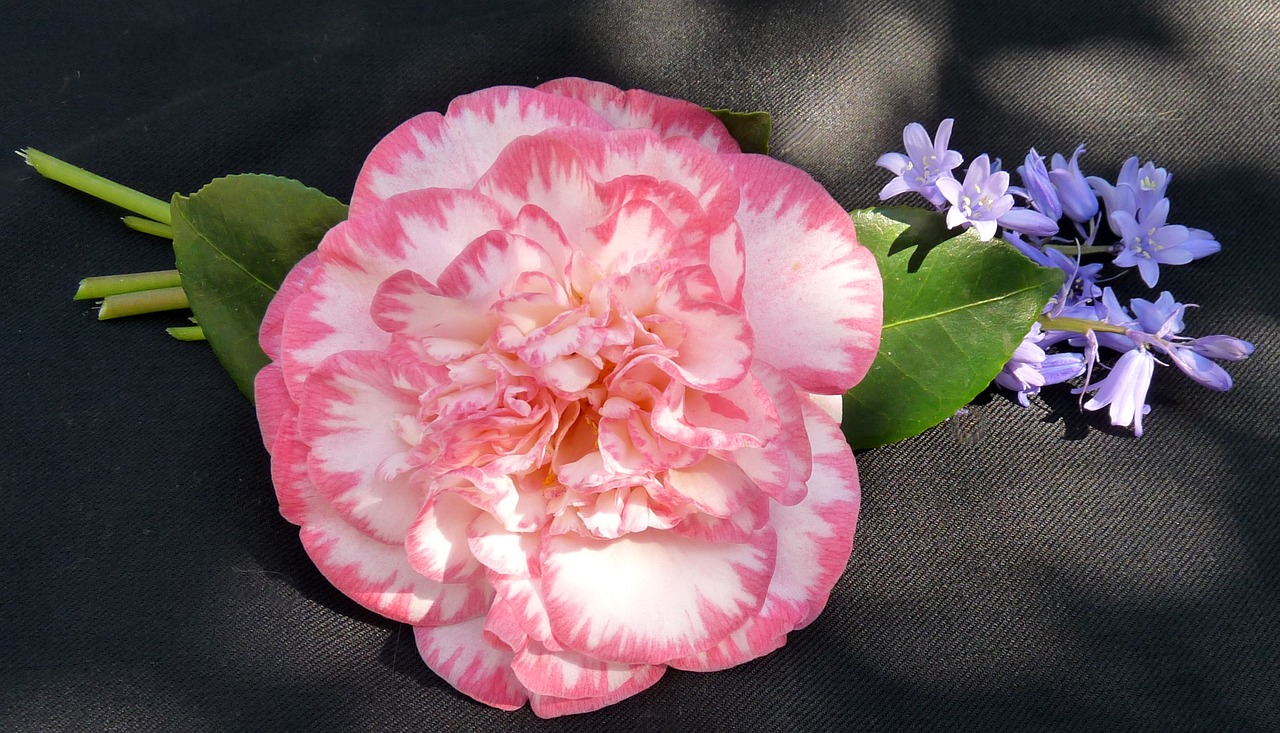 camellia striped pink bluebells free photo