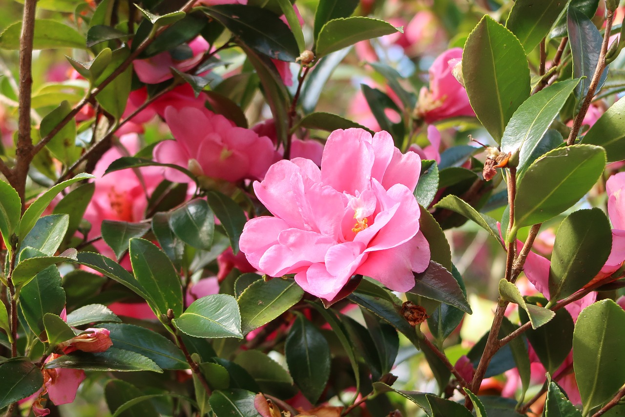 camellia flowers pink free photo