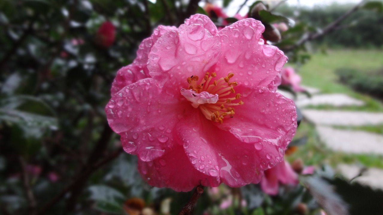 camellia camellia japonica plant free photo