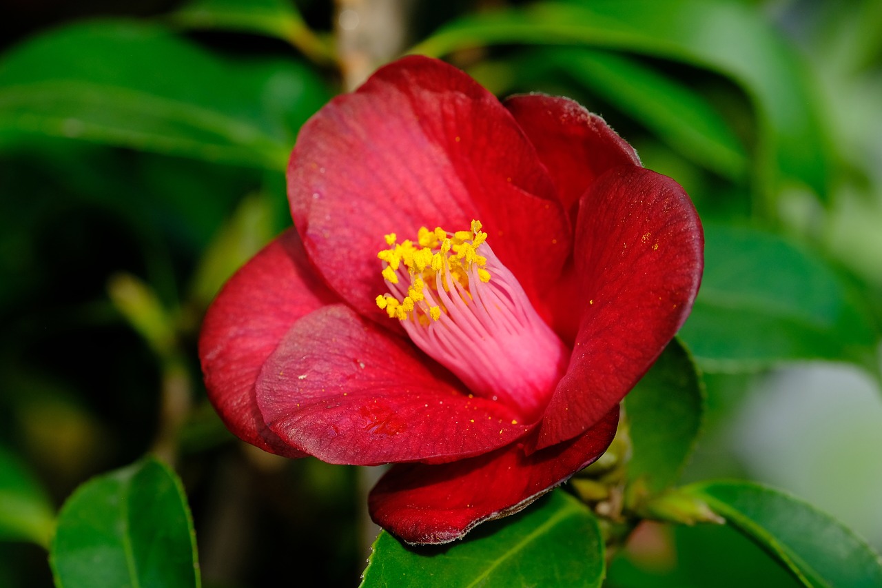 camellia rajec jestrebi free pictures free photo