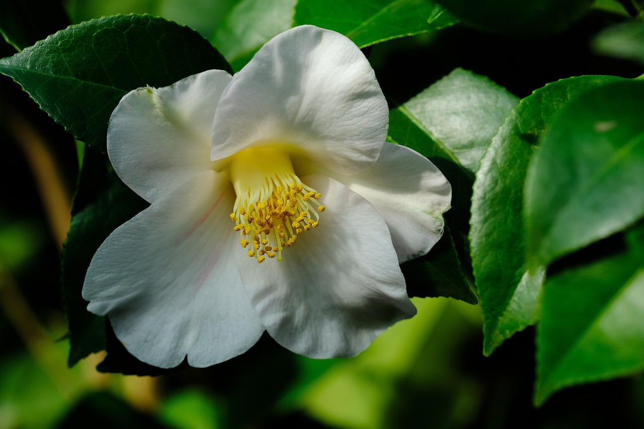 camellia flowers free pictures free photo