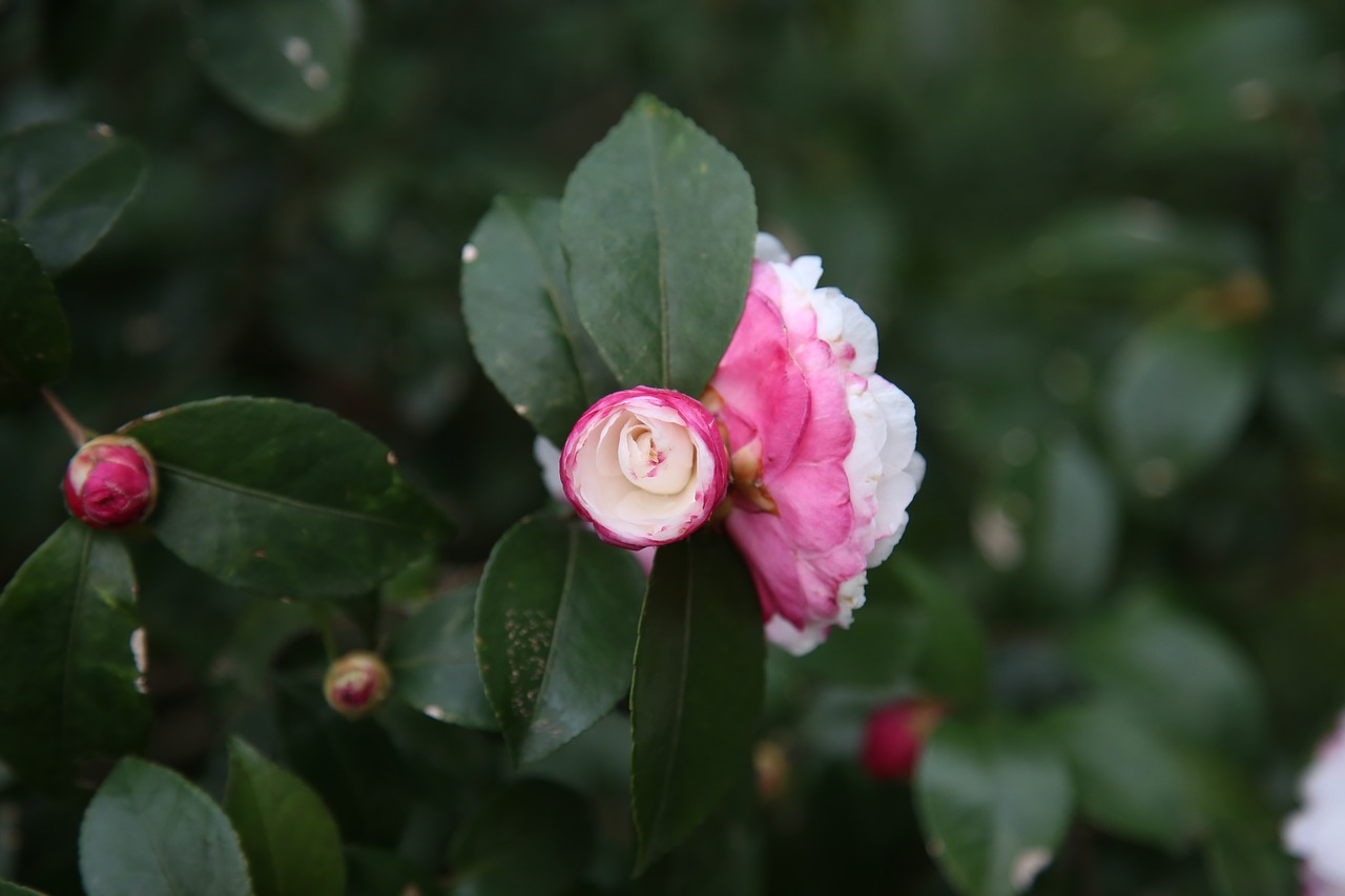 camellia plant free pictures free photo