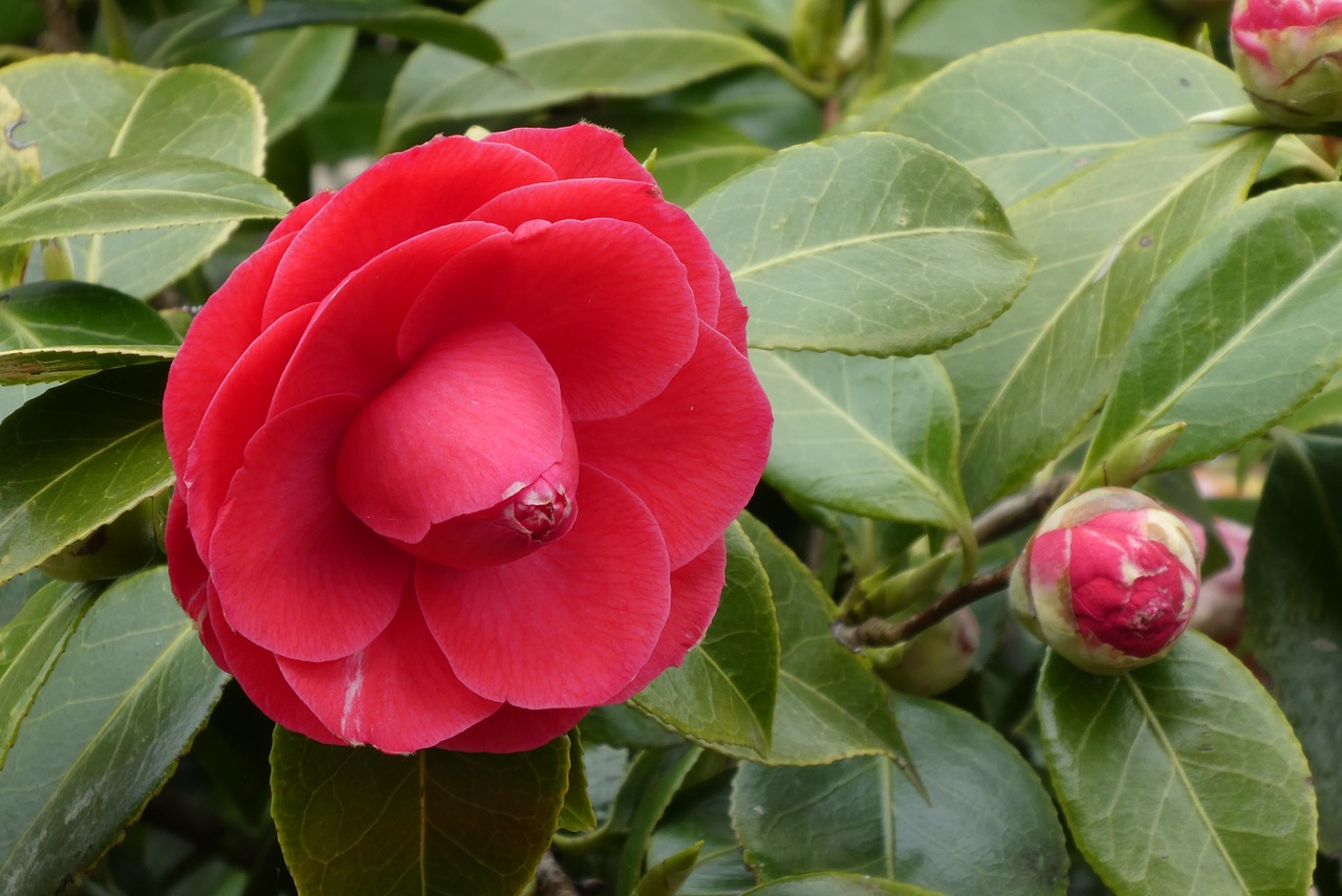 camellia  japanese rose  button free photo