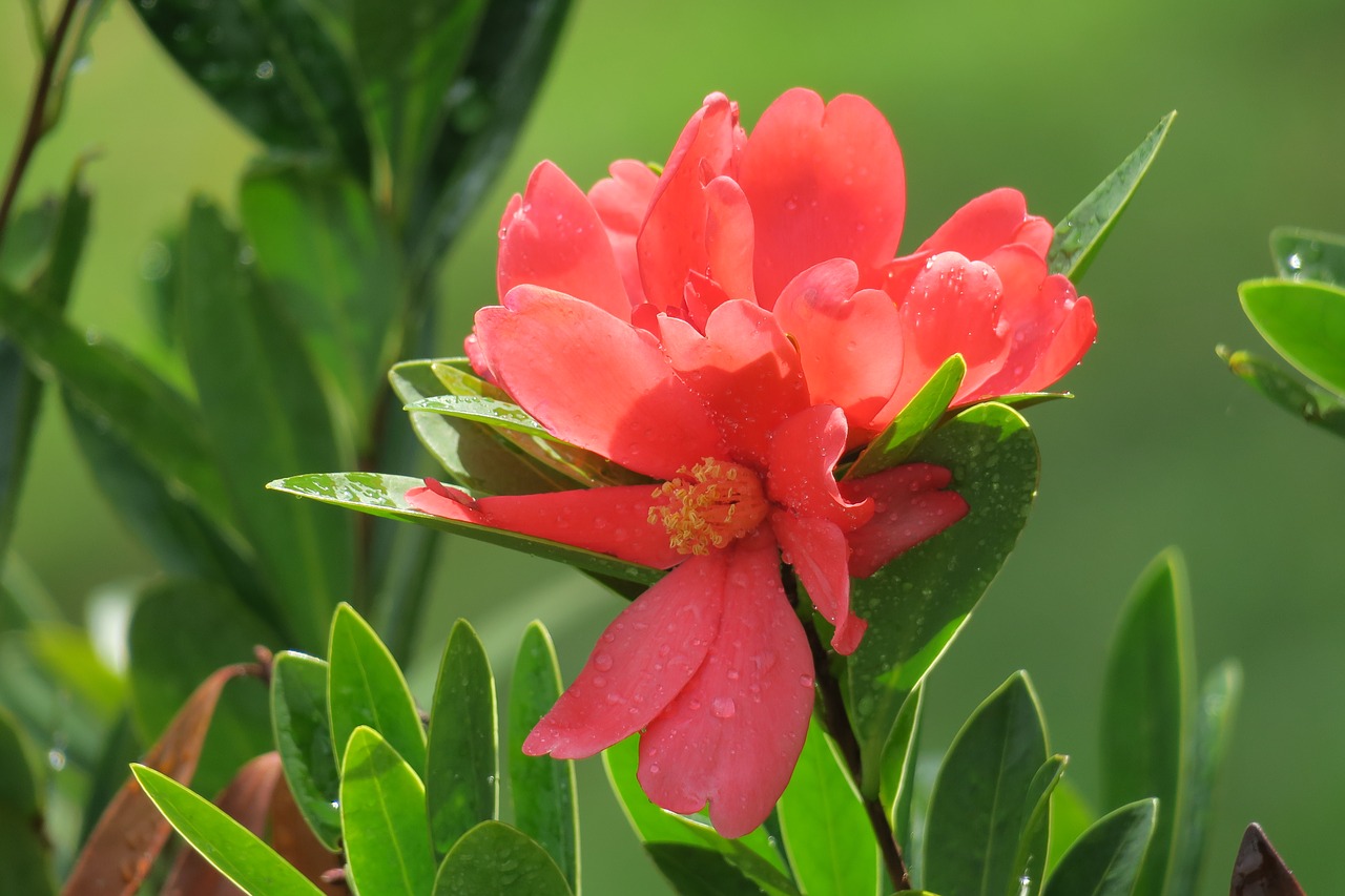 camellia  flower  pistil free photo