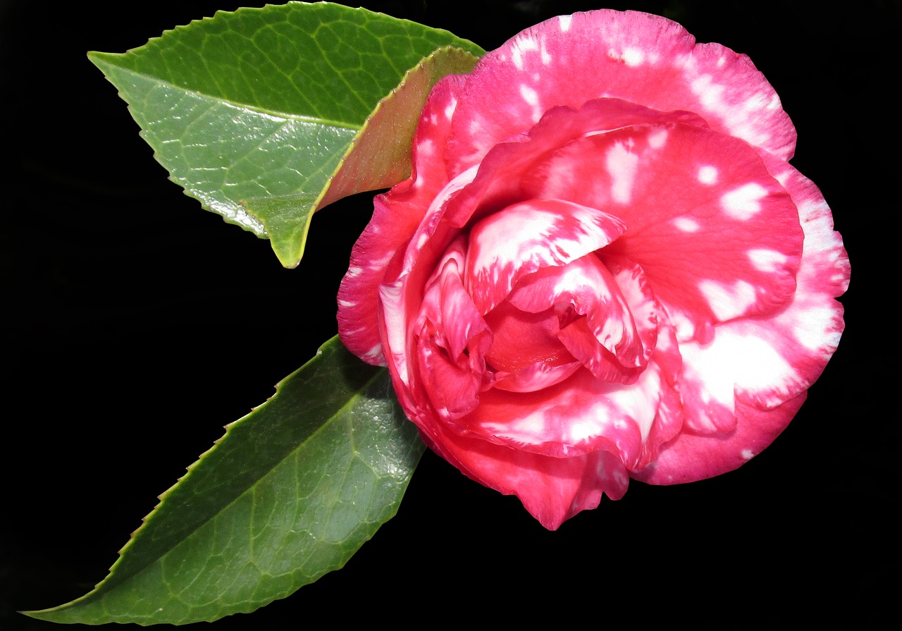 camellia  flower  garden free photo