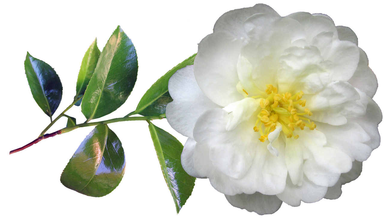 camellia  white  flower free photo