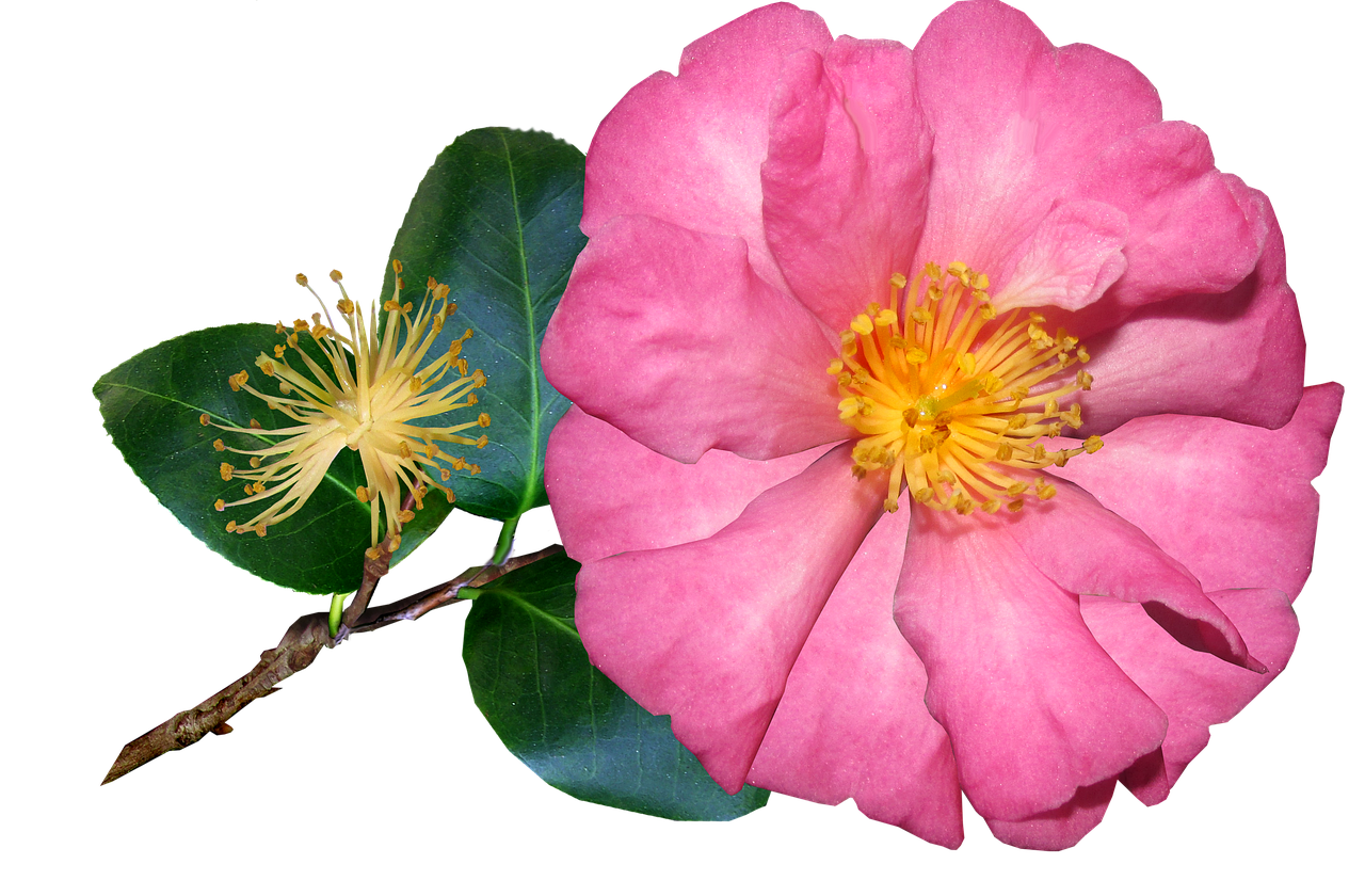 camellia  flower  single pink free photo