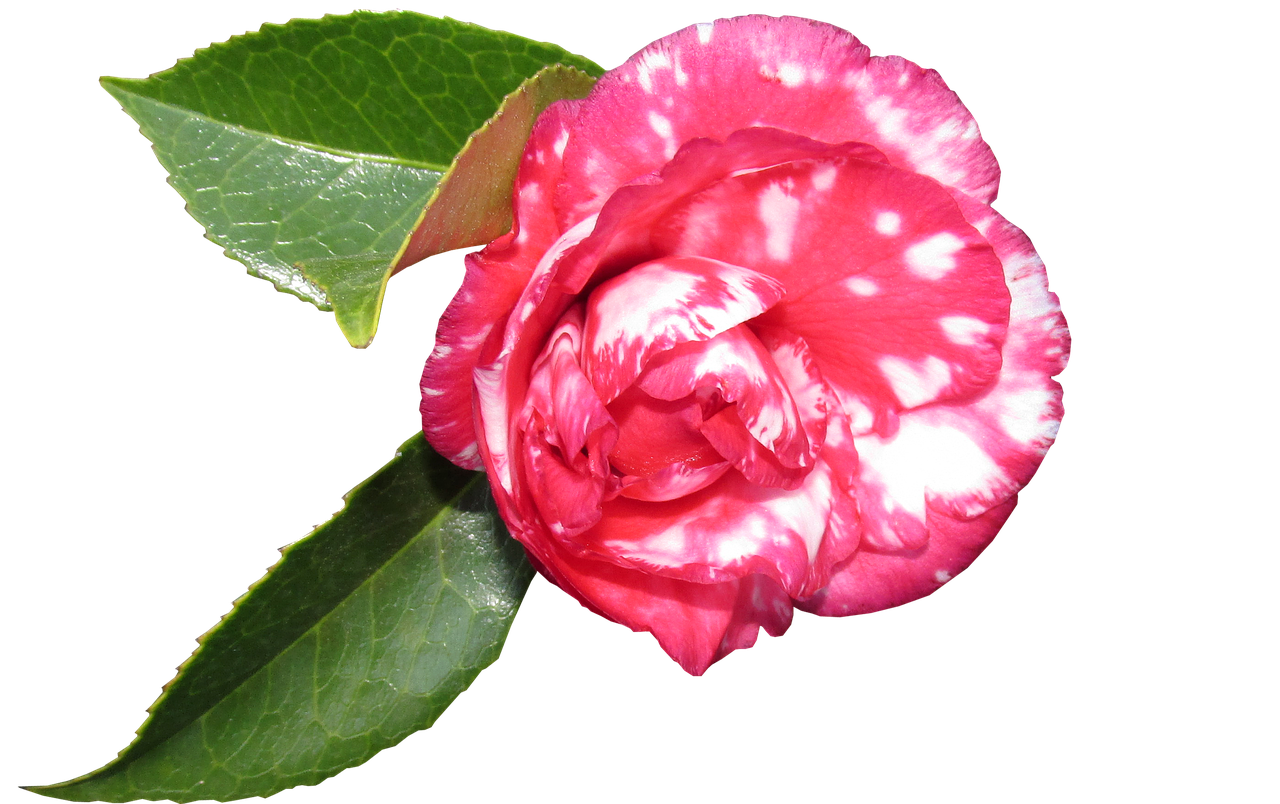 camellia  flower  leaves free photo