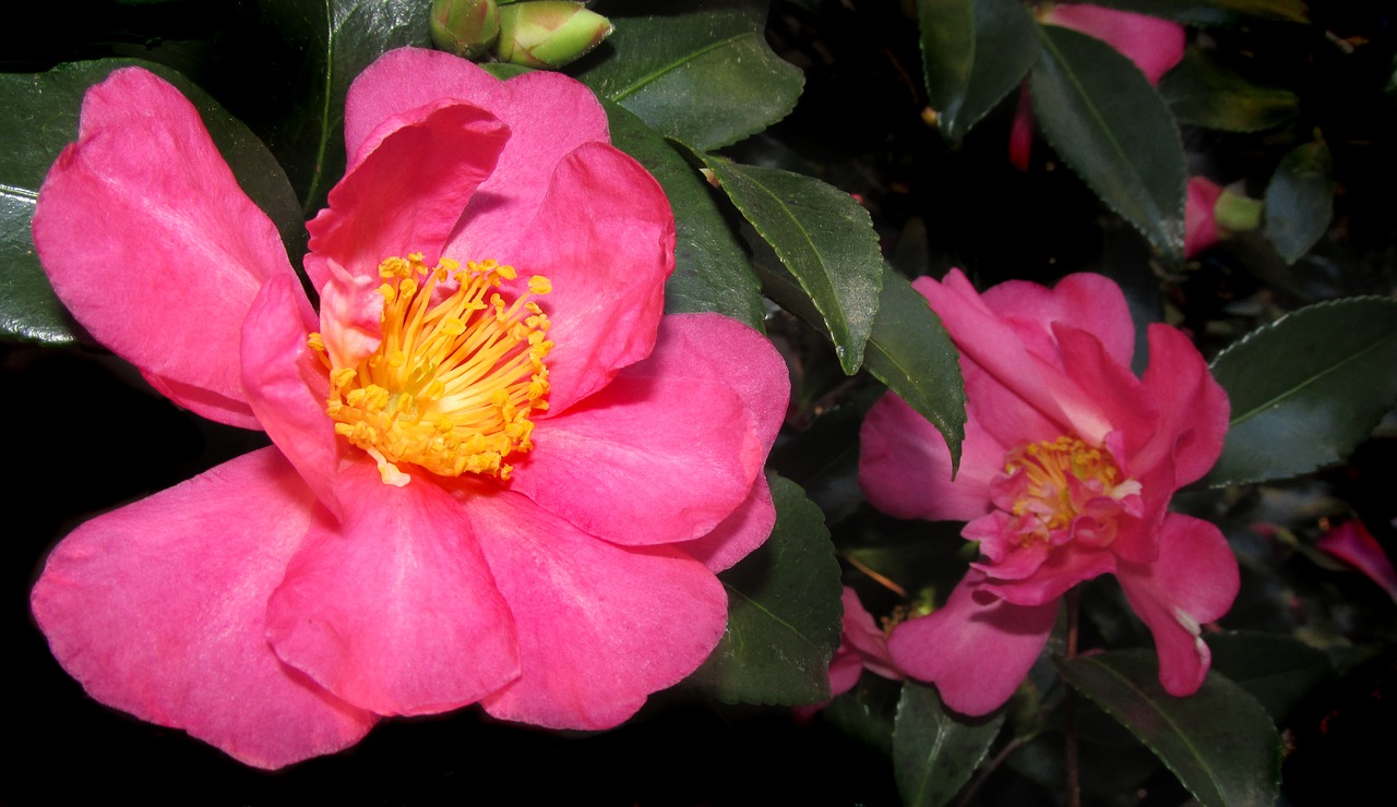 camellia  pink  flower free photo