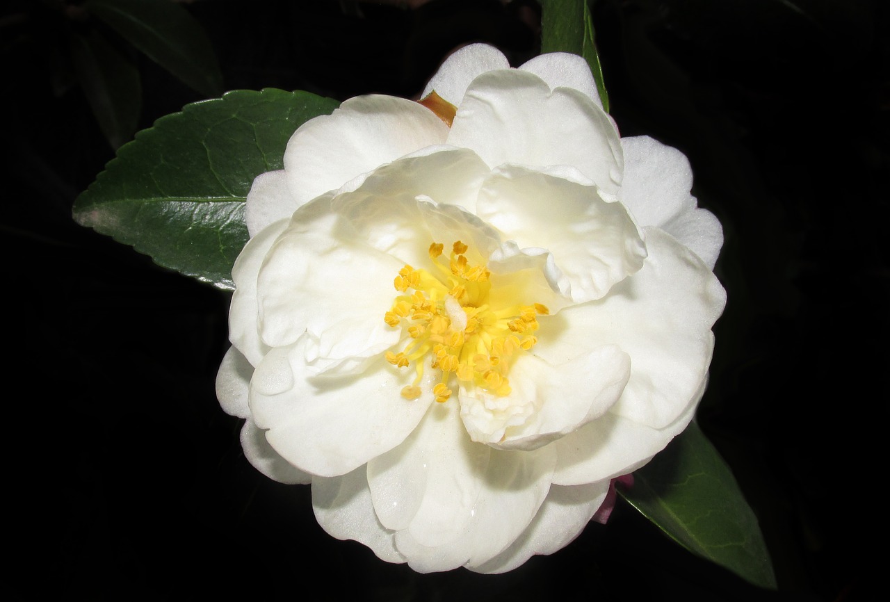 Камелия минск. Камелия белая. Цветок Camellia Belaya. Камелия яп. Вайт. Камелия белая фото.