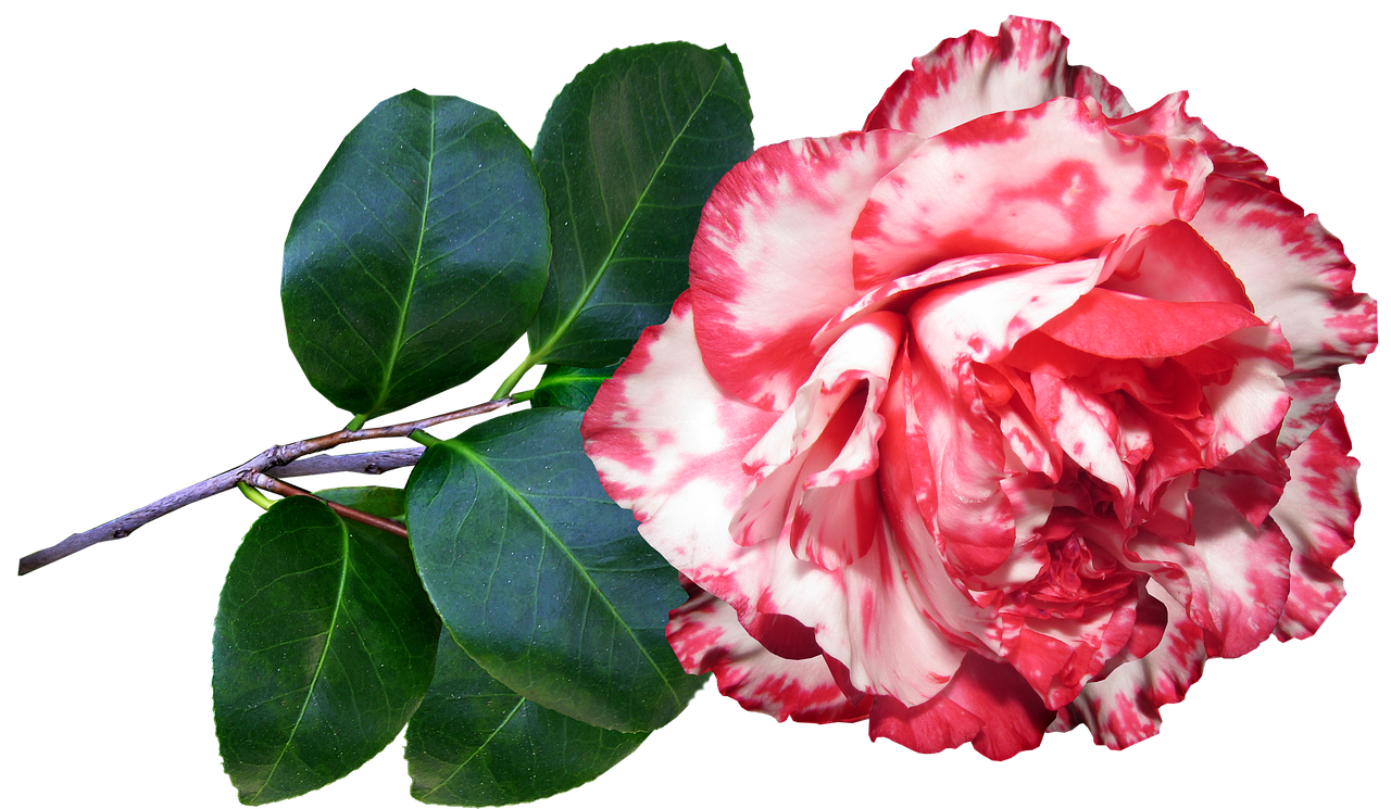 camellia  striped  flower free photo