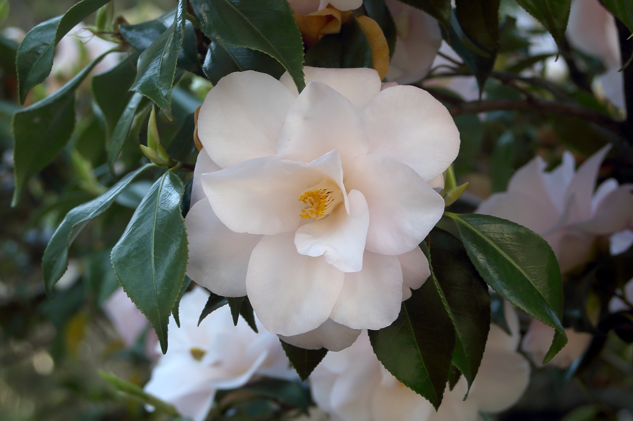 camellia  flowers  spring free photo