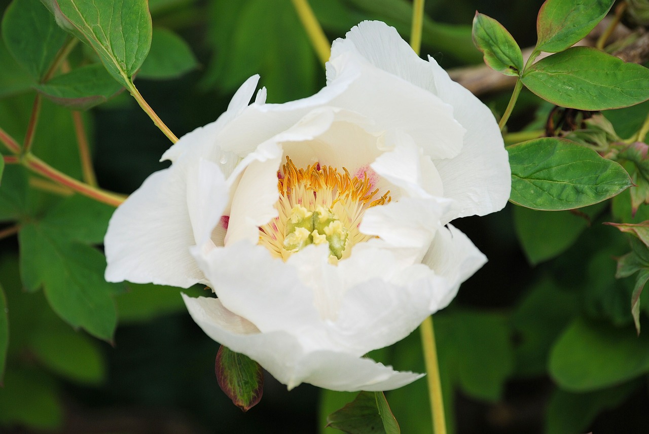 camellia shrub garden free photo