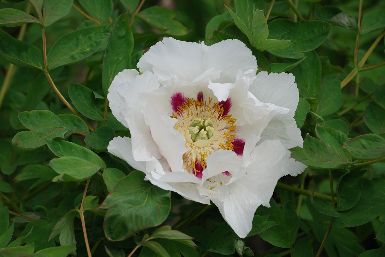 camellia shrub garden free photo