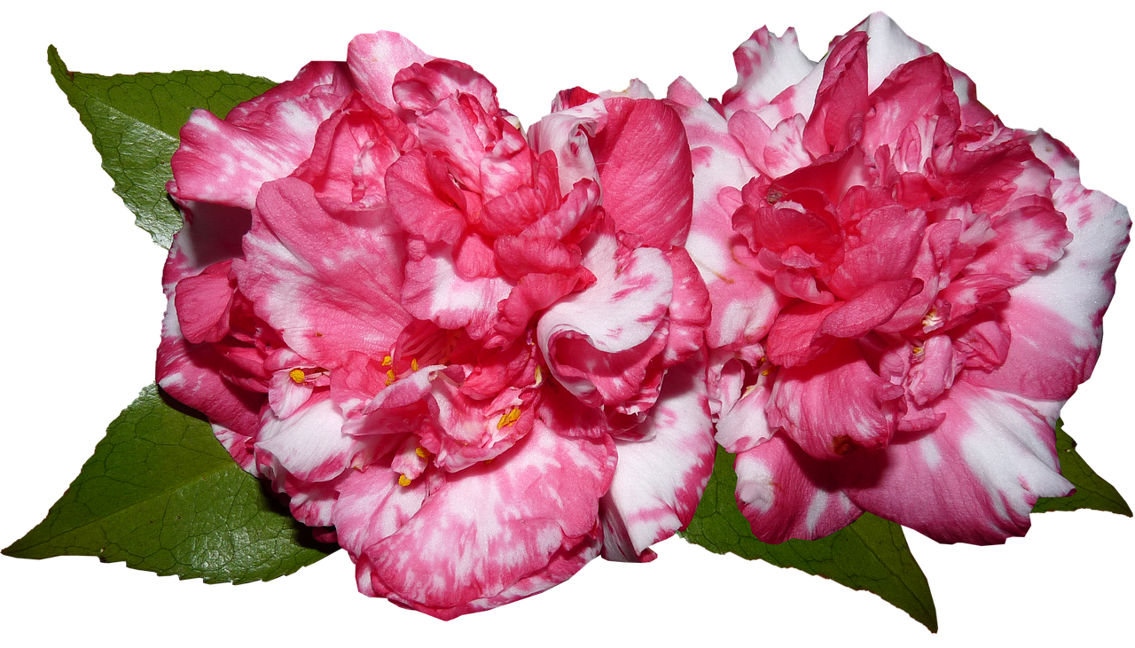 camellia  flowers  garden free photo