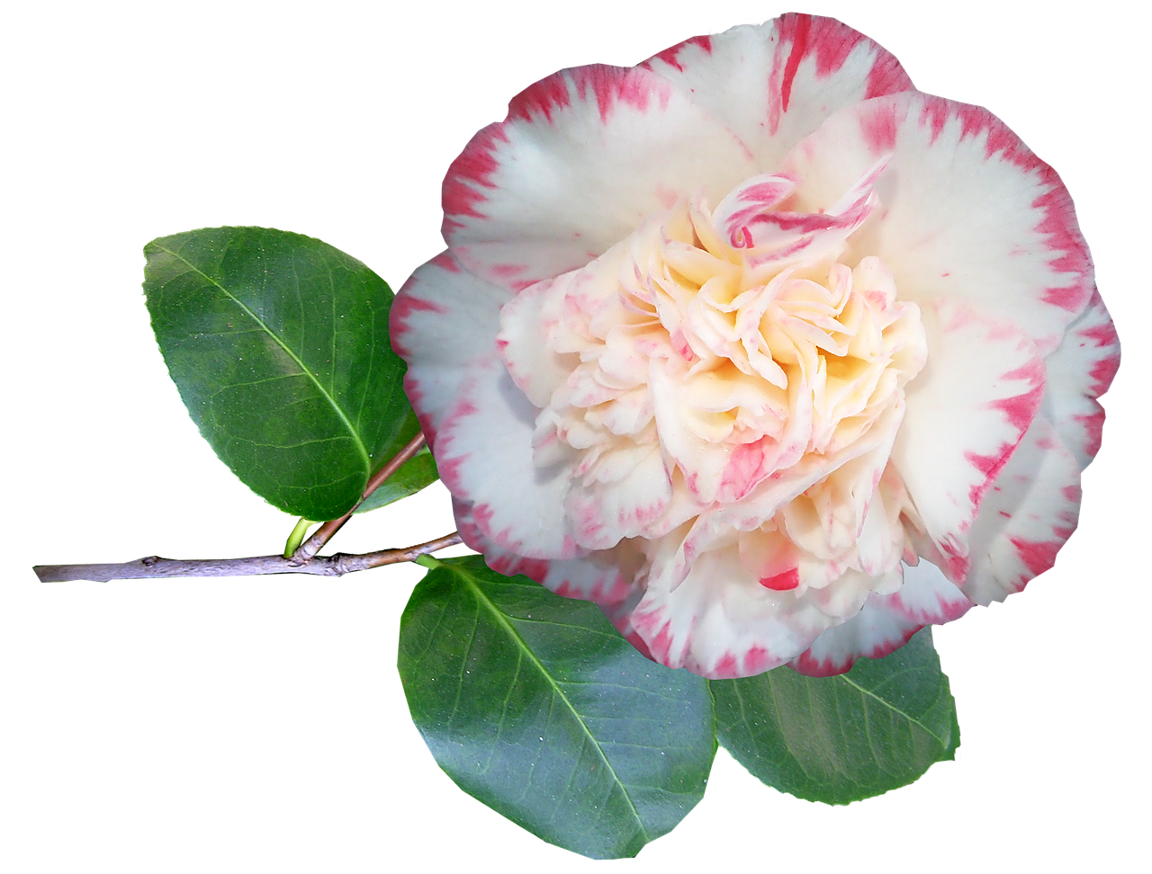 camellia  flower  stem free photo