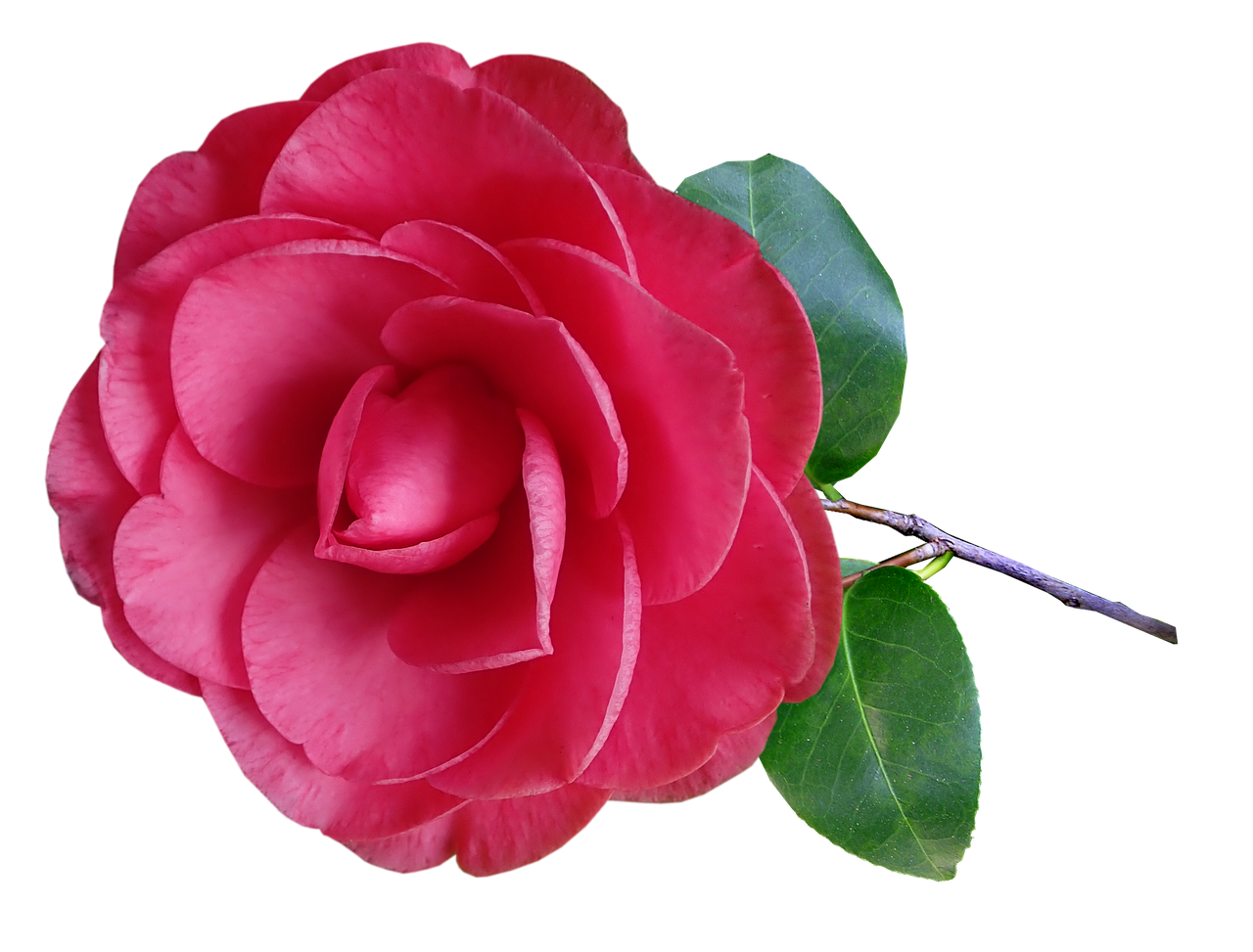 camellia  flower  stem free photo