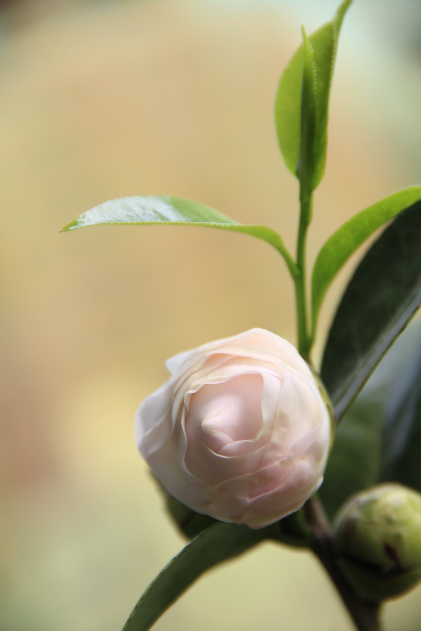 camellia．  pink．  summer free photo