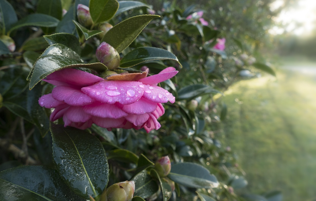 camellia  dewy  water drops free photo