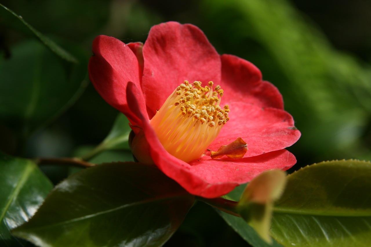 camellia  blossom  bloom free photo