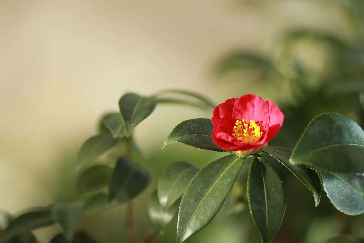 camellia  camellia flower  plants free photo