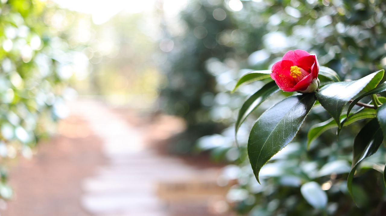 camellia  flower  road free photo