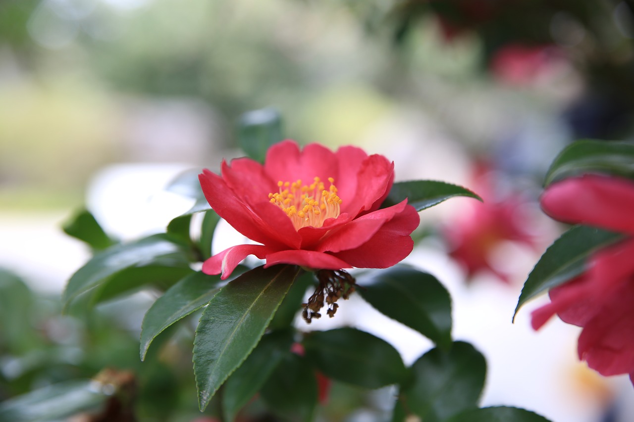 camellia  red  flowers free photo