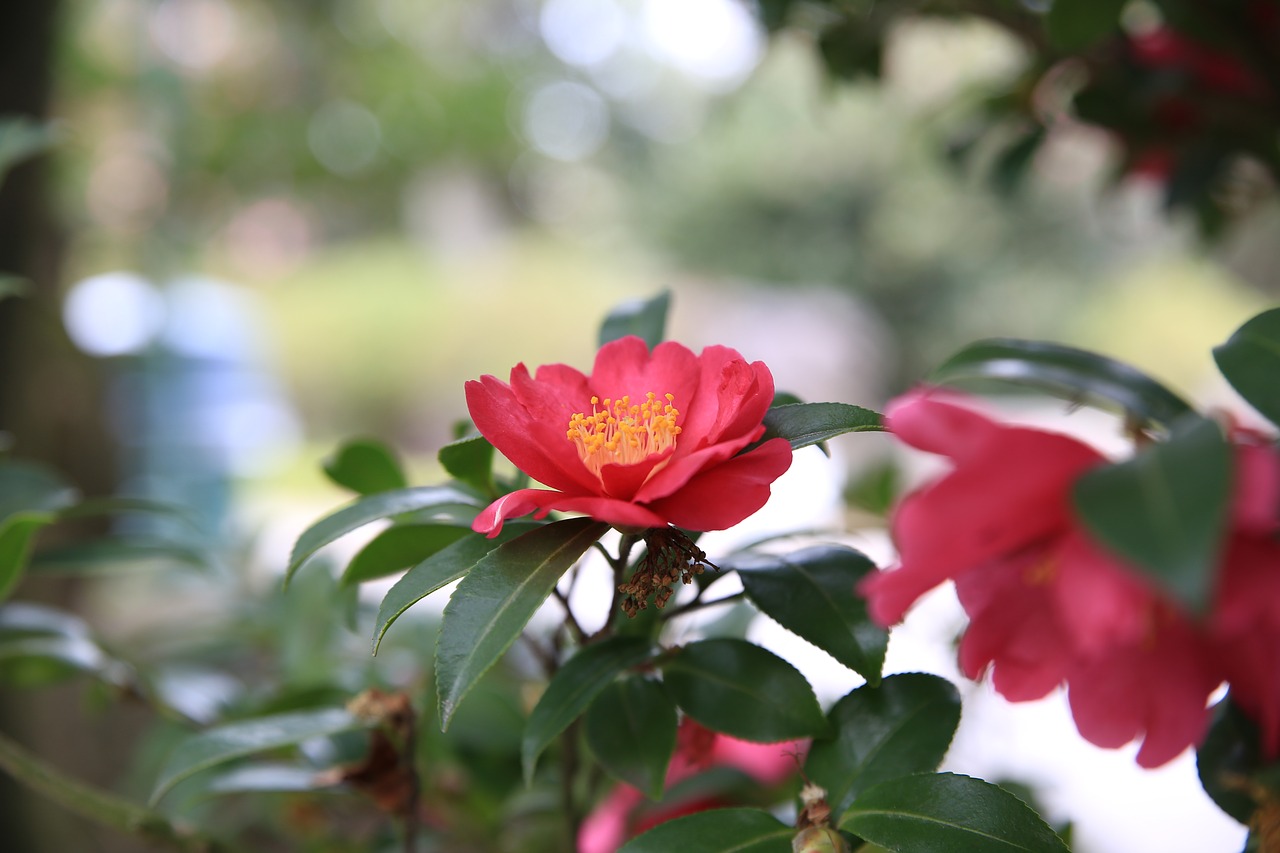 camellia  red  flowers free photo