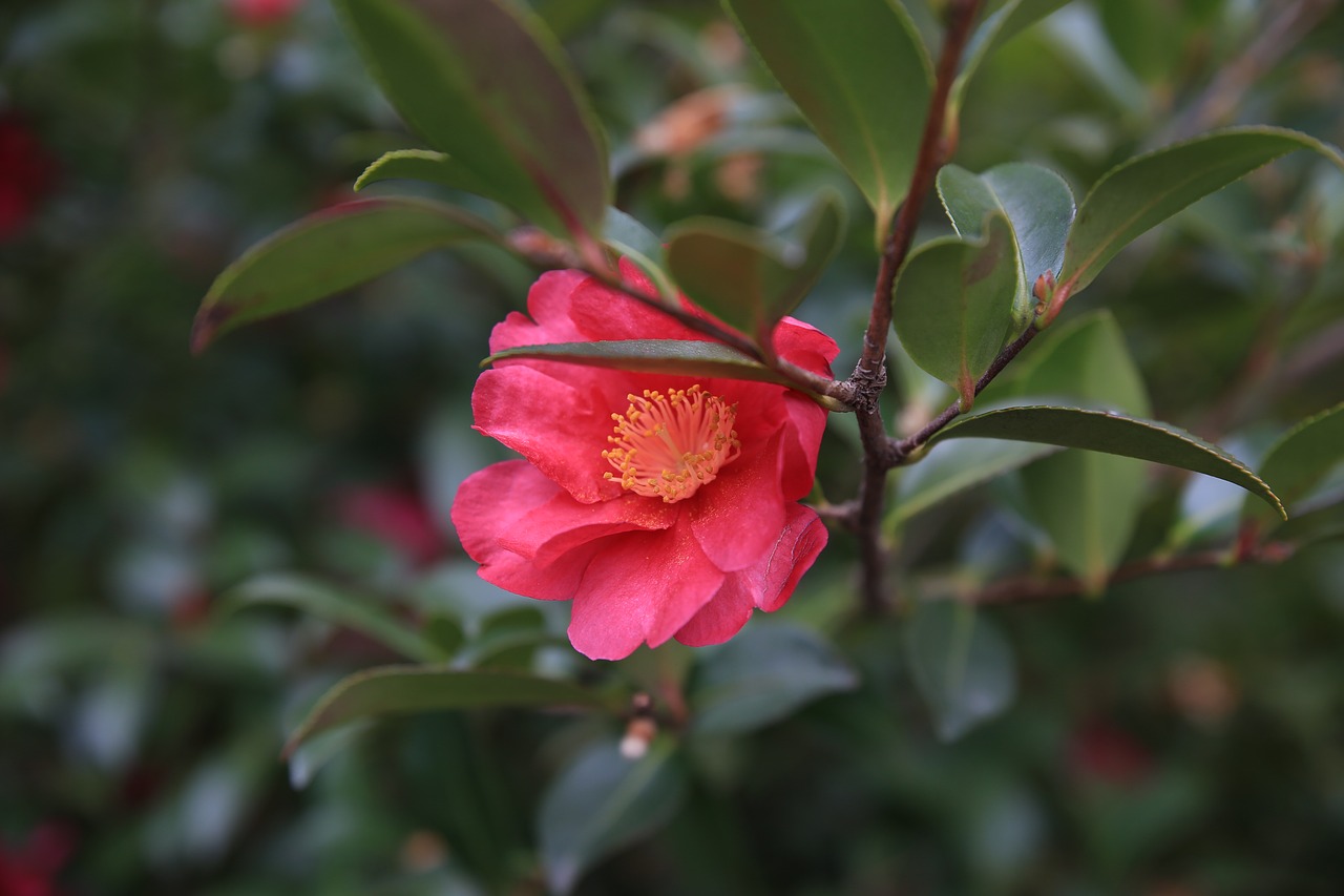 camellia  red  flowers free photo