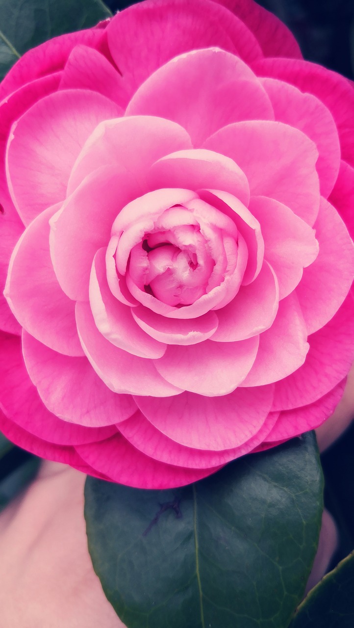 camellia  flower  rosa free photo