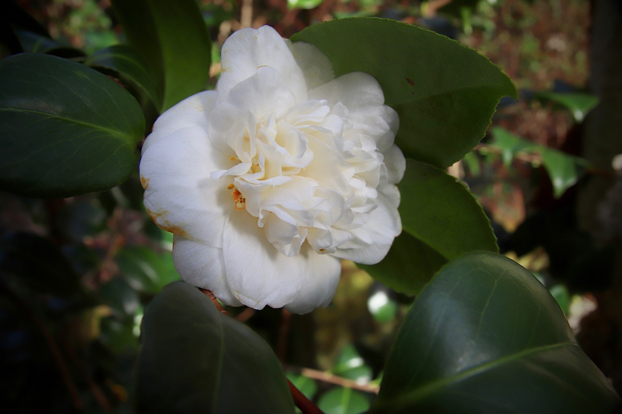 camellia  camellia flower  white free photo