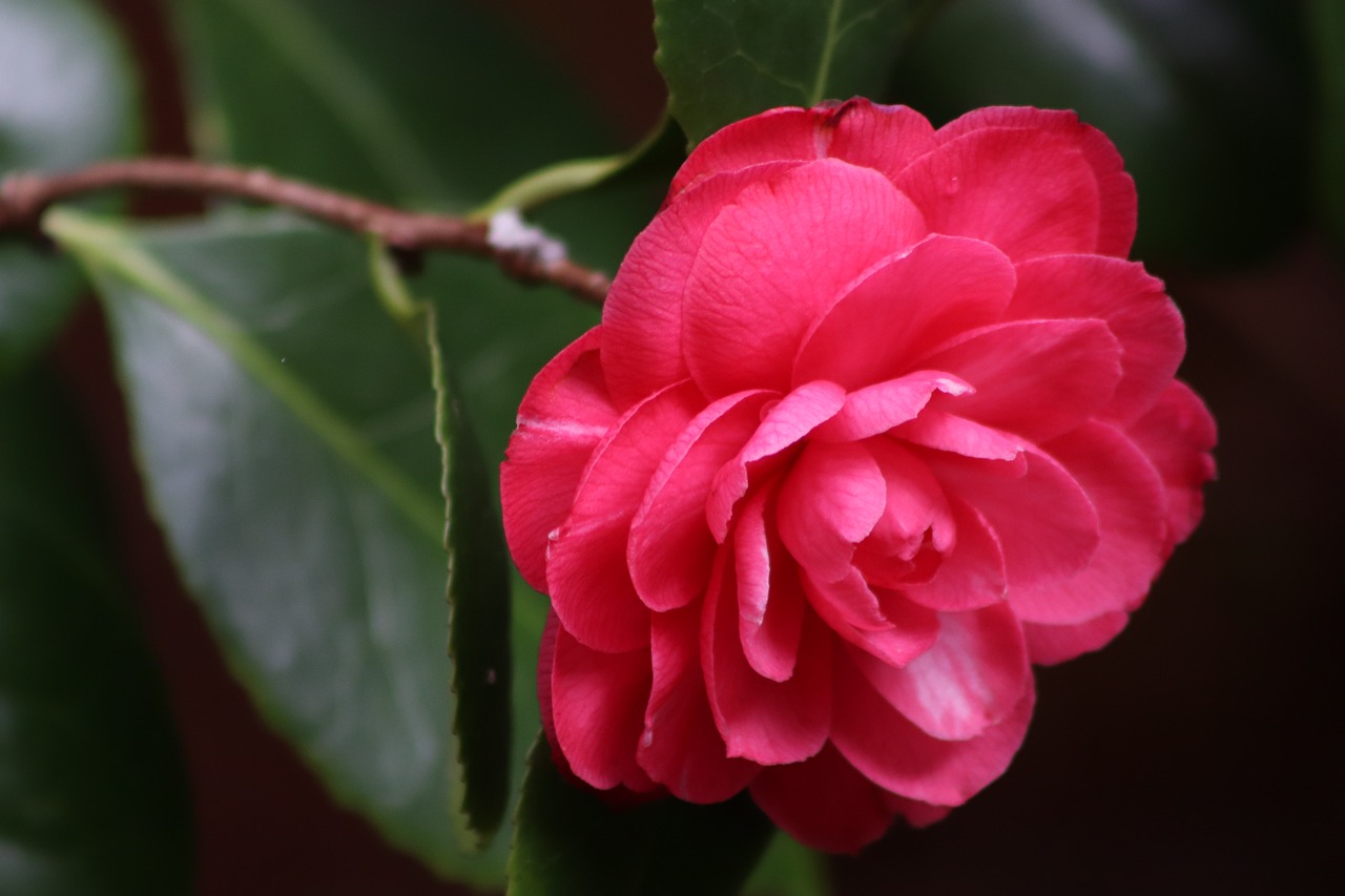 camellia  red  bloom free photo