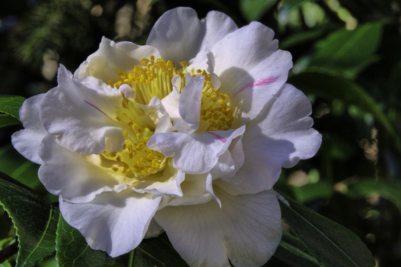 camellia  flower  bloom free photo