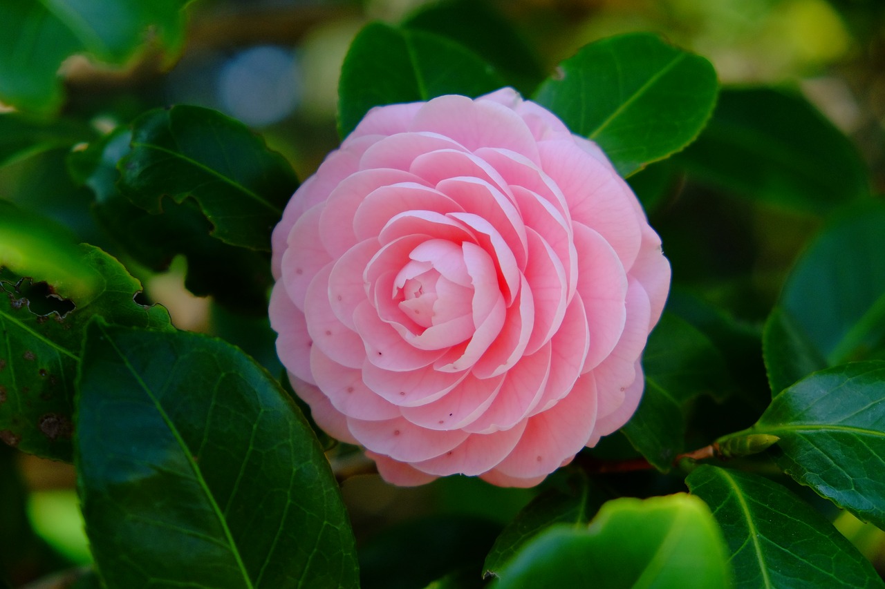camellia  pink  spring free photo