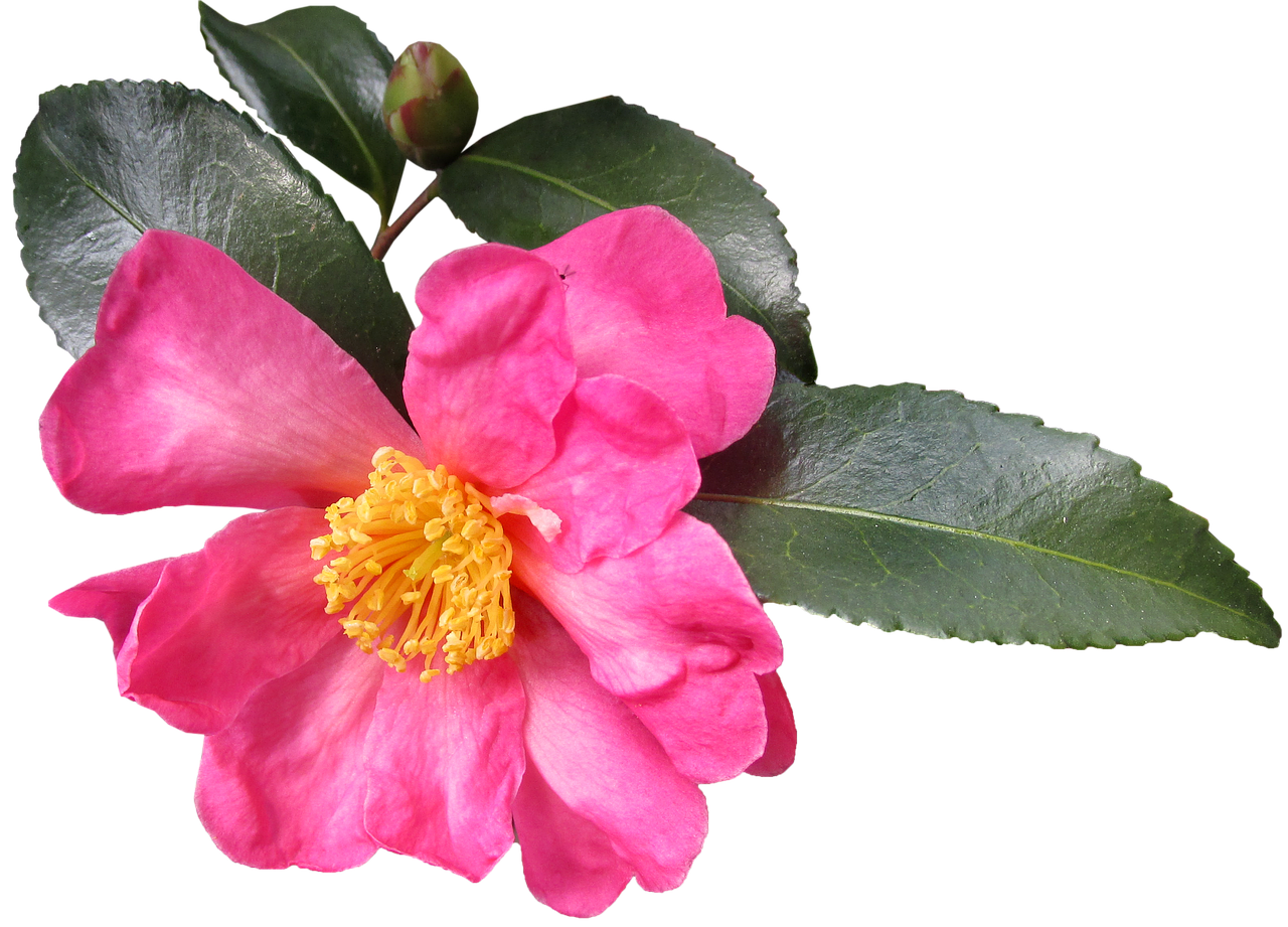 camellia  flower  pollen free photo