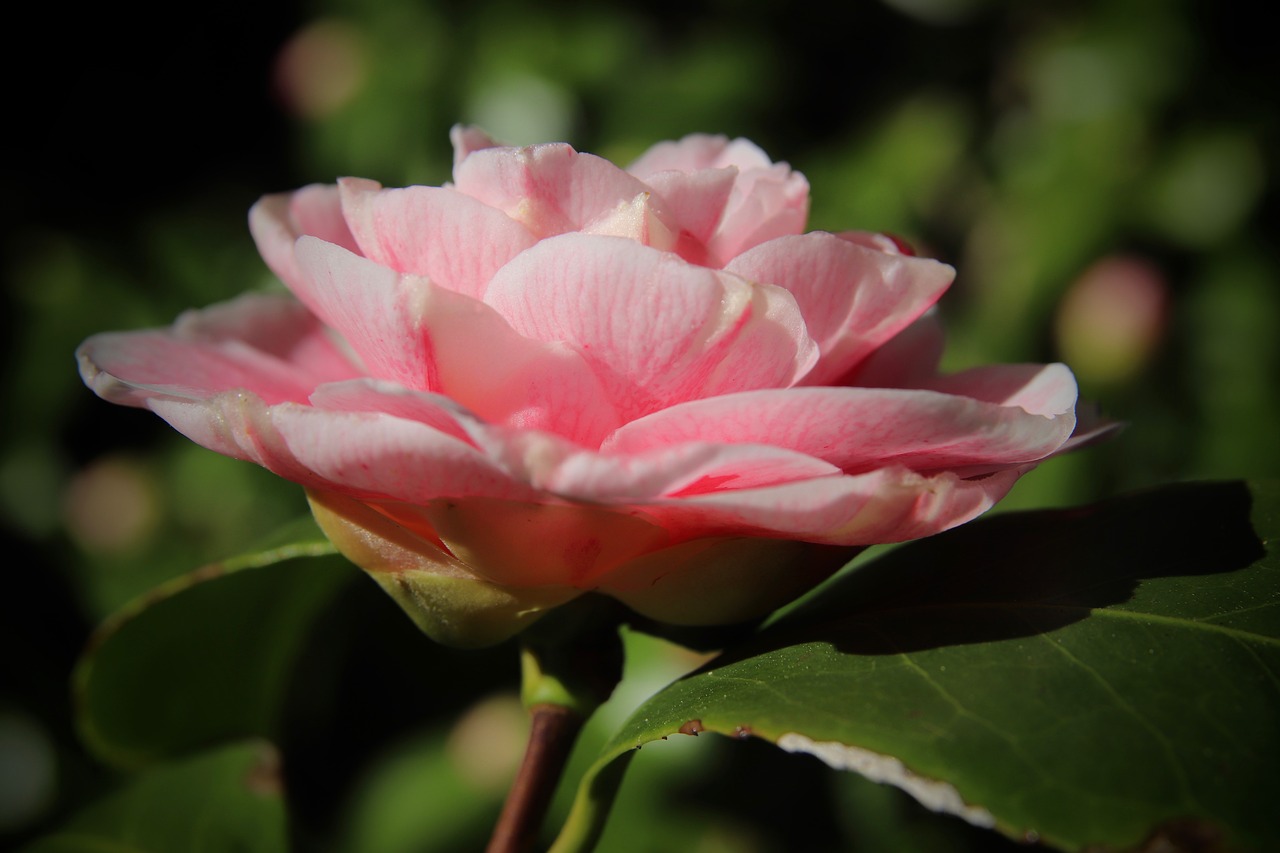 camellia  blossom  bloom free photo