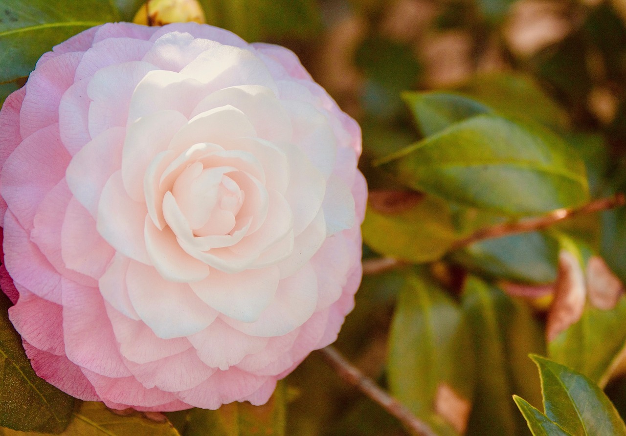 camellia  pink  nature free photo