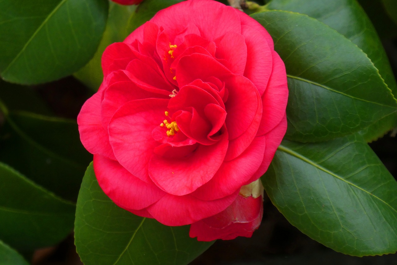 camellia  flower  bloom free photo