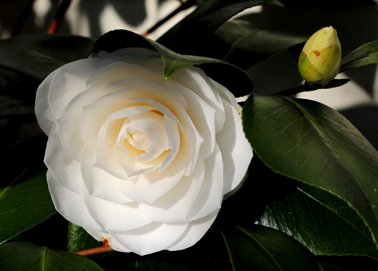 camellia  white  flower free photo